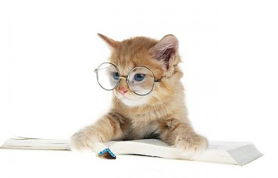 Reading cat